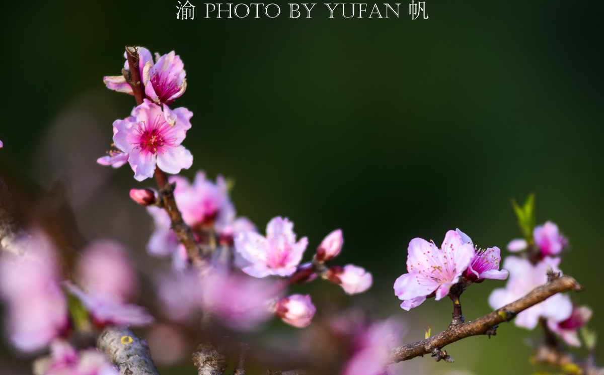 潼南桃花山景区,潼南春游踏青最佳地