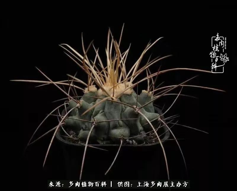 2023多肉展会直播,2023上海多肉植物展