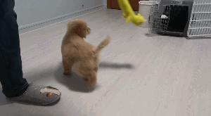 狗狗咬人怎么办,狗狗咬人怎么处理最好