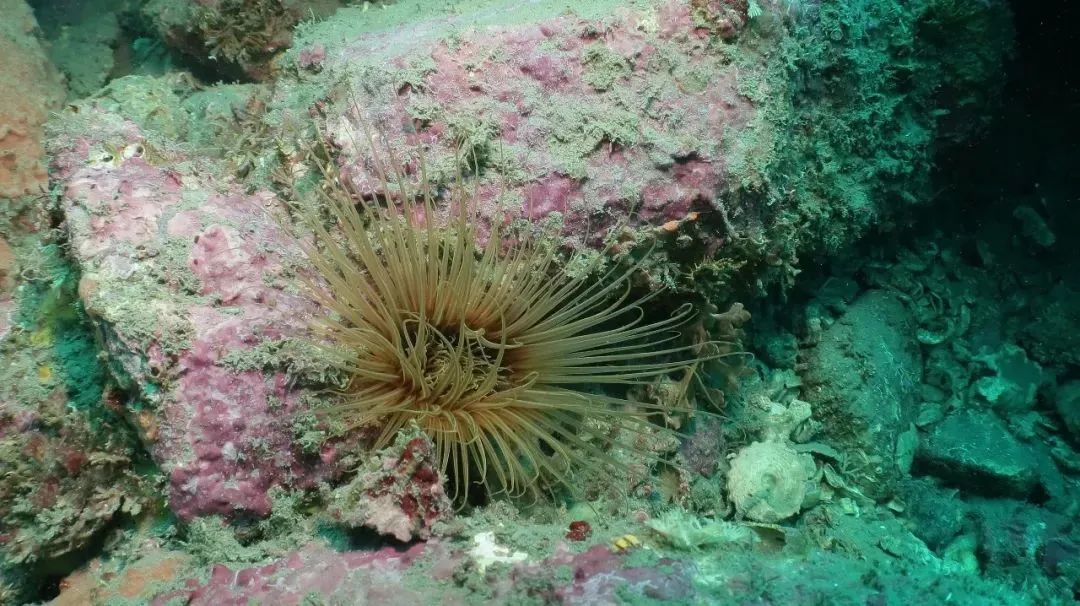 厦门不止鼓浪屿,厦门不止有海还有茉莉花