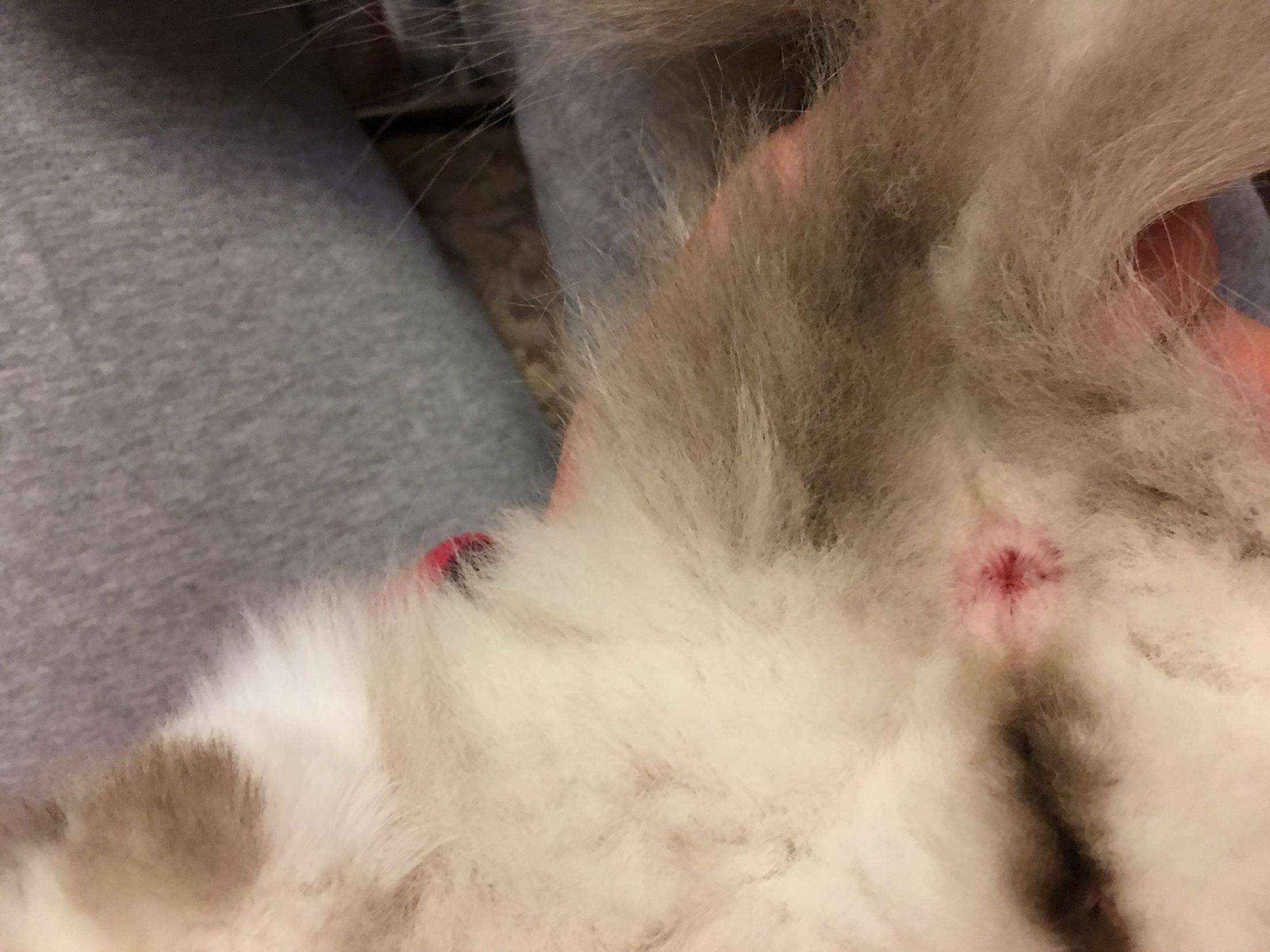 刚买的猫咪就得了猫瘟，每天花费1000？如何选择健康猫咪？