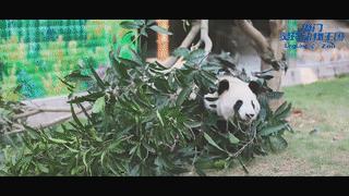 厦门灵玲动物王国大熊猫,厦门马戏团灵玲动物王国观光游览