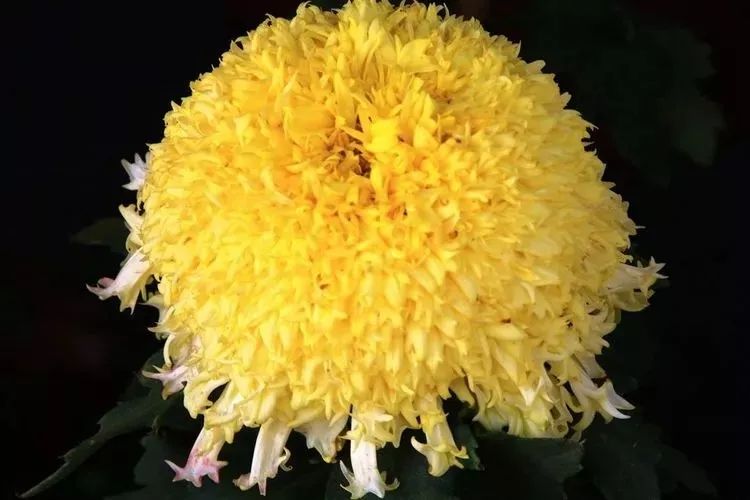 花中四君子菊花国画用笔,花中四君子菊花高清图片