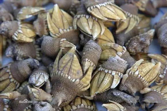 史上最全面的海鲜大咖,史上最全海鲜视频