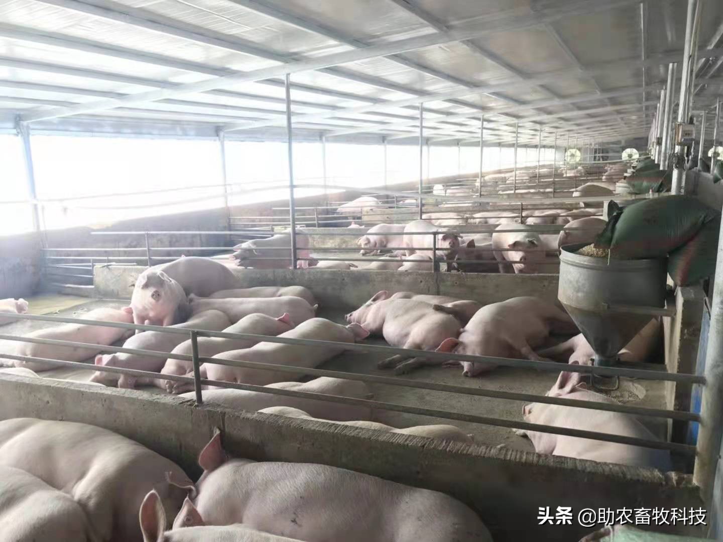 猪用益生菌除氨气效果,养猪场除臭益生菌排名