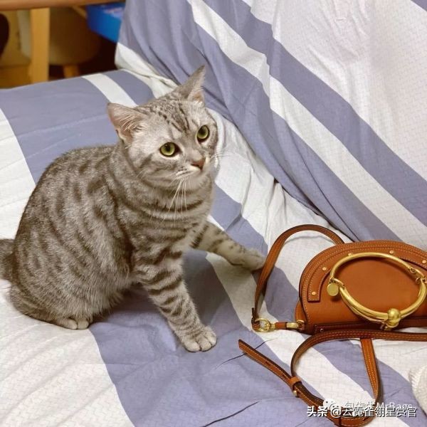 非常好看的宠物包,大家的包都带什么玩偶