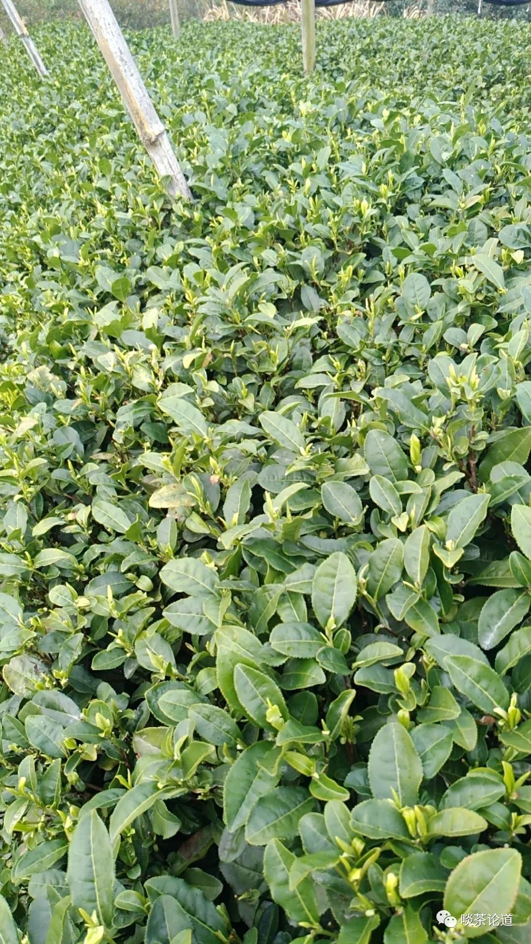 现在上市的新茶值得买吗,现在上市的新茶有哪几种