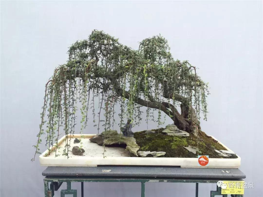 临水式金弹子盆景图片大全欣赏,看盆景展里赏心悦目的盆景