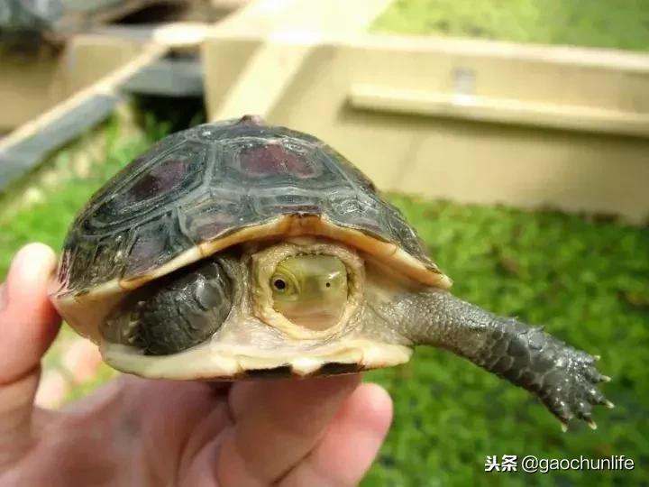 黄缘龟新手指南,怎么挑选黄缘龟