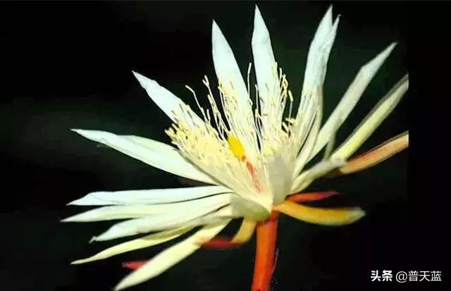 全球最贵的十种商品,世界十大昂贵商品