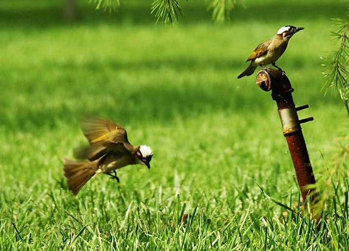 草长莺飞描写春天景色的七绝诗,暮春三月草长莺飞全诗