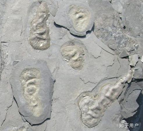 「科普」多细胞生物的出现