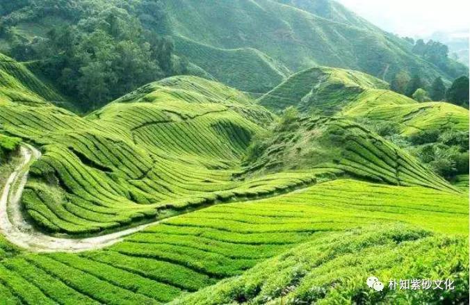 台地茶野生茶乔木茶古树茶区别,野生茶和茶园茶口感的区别