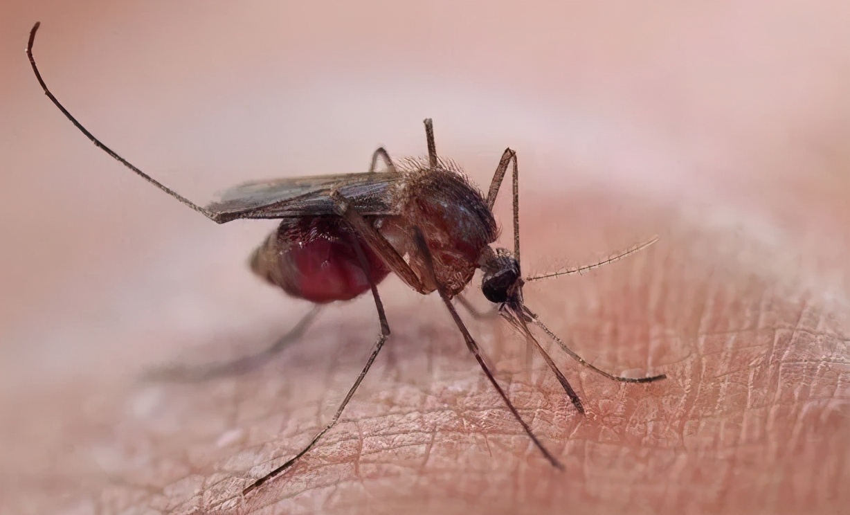 蚊子最爱的六种人,蚊子最爱叮咬6类人