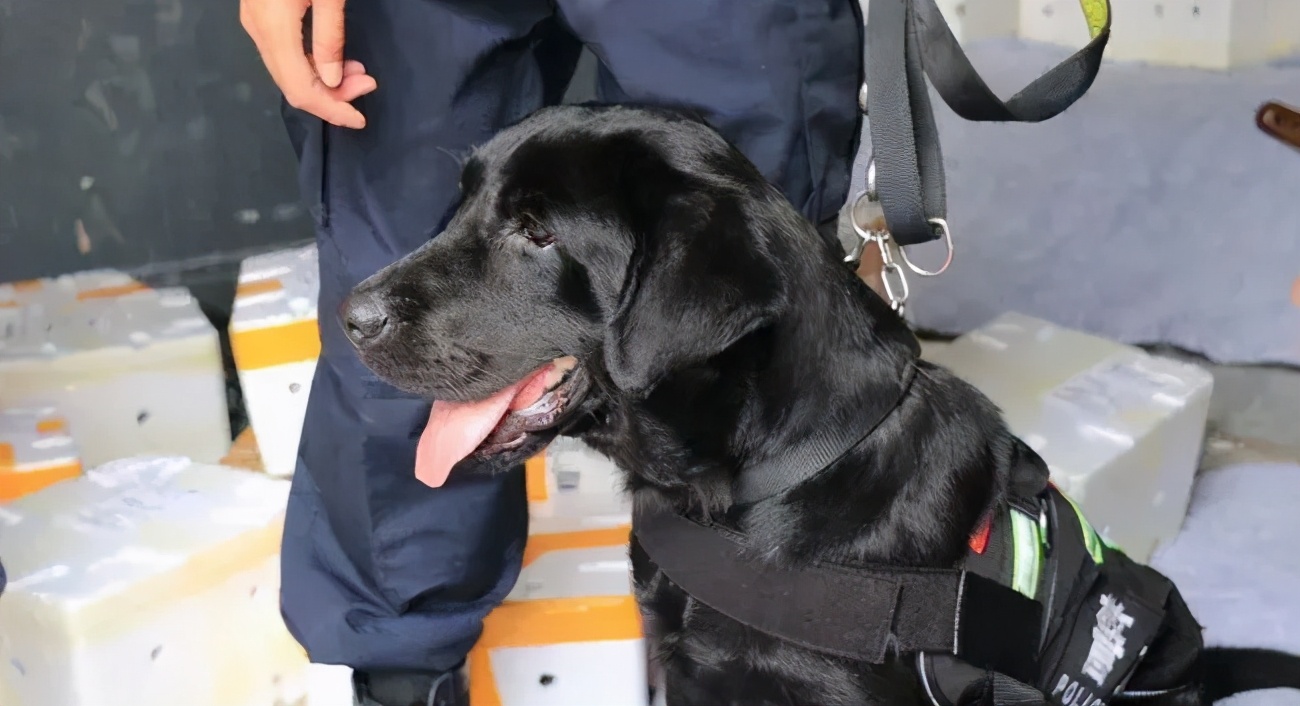 警犬发现百香果里藏毒,百香果藏毒被警犬发现