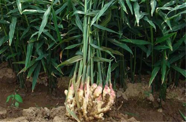 姜芽的种植培育技术,姜芽的正确栽培方法