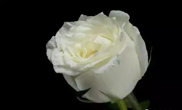 100种玫瑰的名字和图片,100种玫瑰品种科普你都认识吗