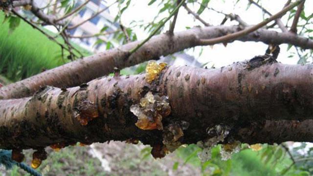 发财树叶片上有黏液是怎么回事,发财树枝干流液体怎么回事