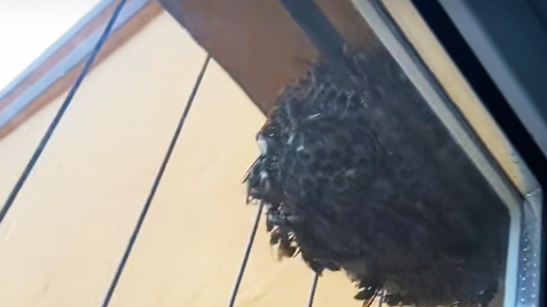 农村室内出现马蜂窝不要怕,3种方法轻松解决,注意安全操作