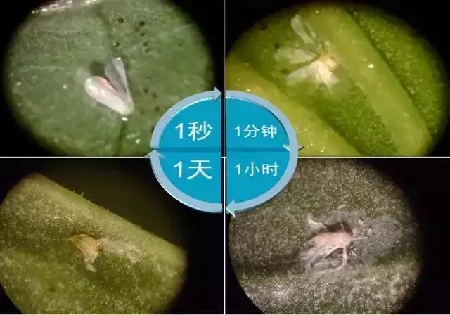 天然高效橙皮精油助剂,橙油助剂与有机硅助剂的区别