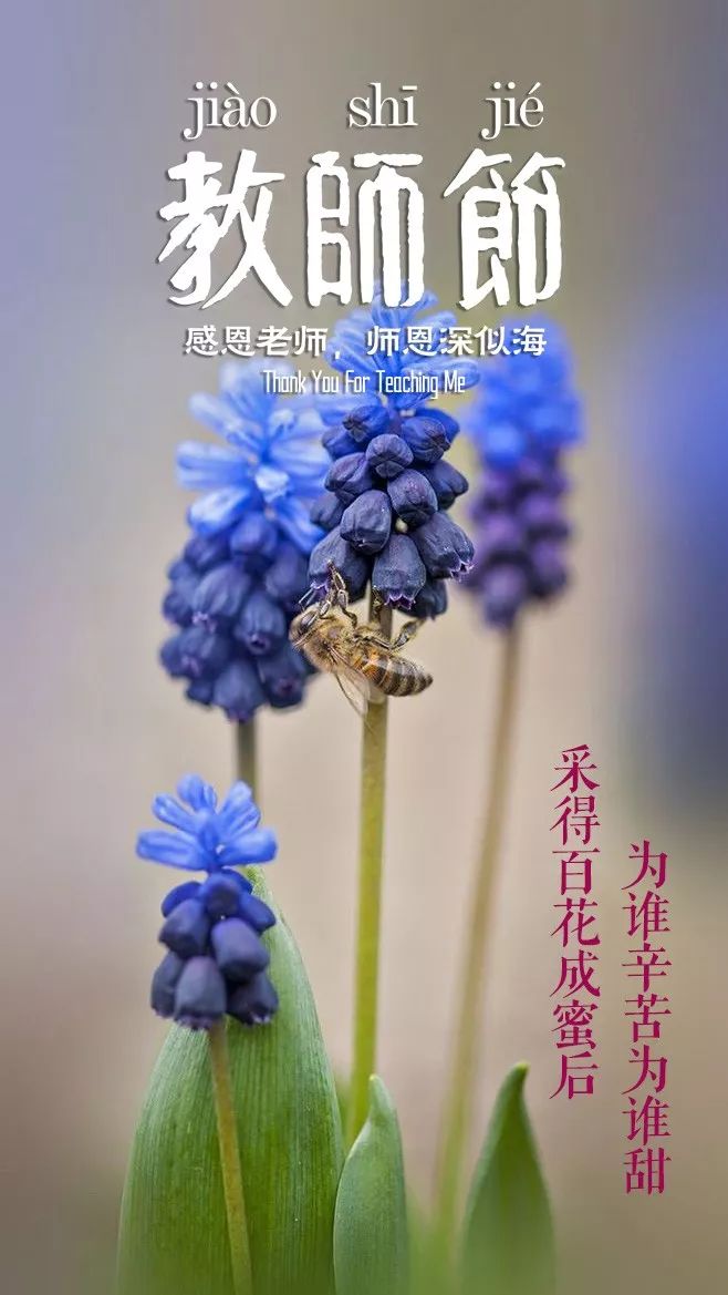 教师节感谢老师的诗句,关于教师节的诗句古诗送给老师