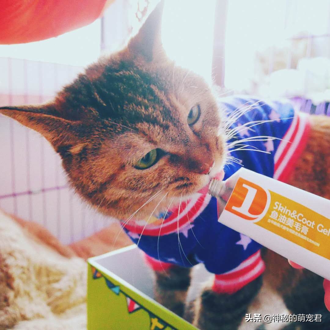 reddog红狗猫粮测评,reddog红狗鱼油美毛膏