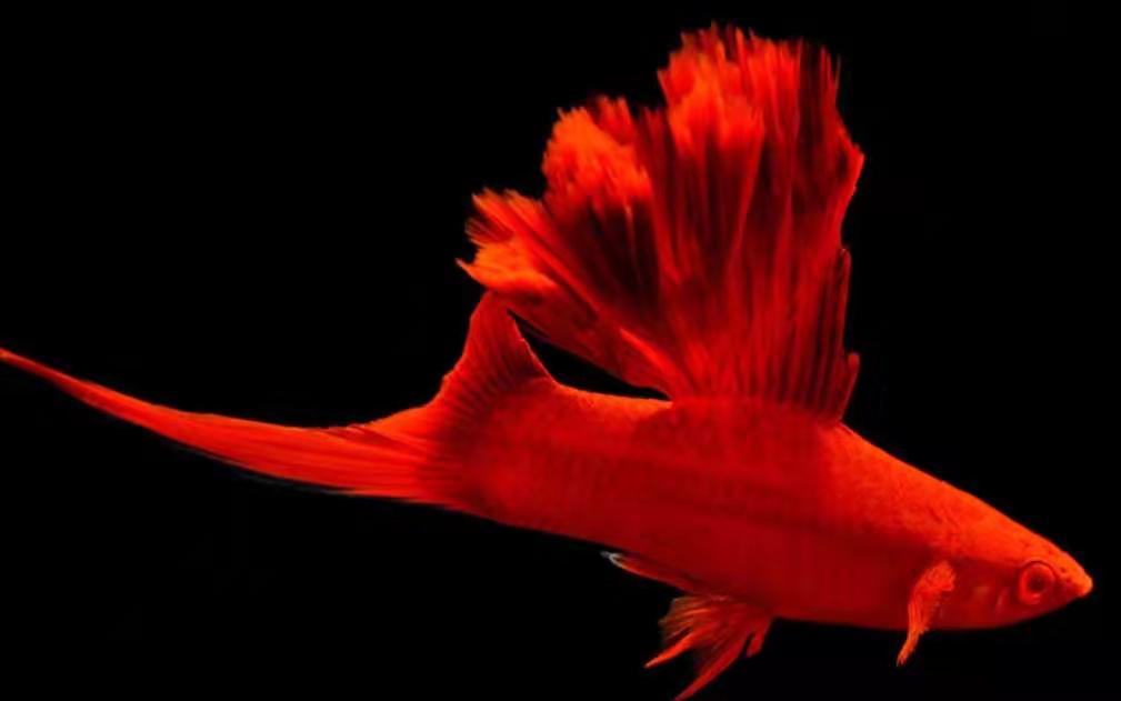 咋样养殖红箭鱼,好养的红箭鱼