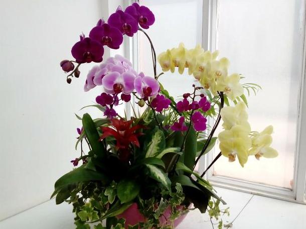 蝴蝶兰花谢后怎么处理才能再开花,蝴蝶兰花谢后怎么处理慢动作