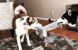 狗吃醋起来比男朋友还难哄,狗子这才是哄女朋友的正确方式