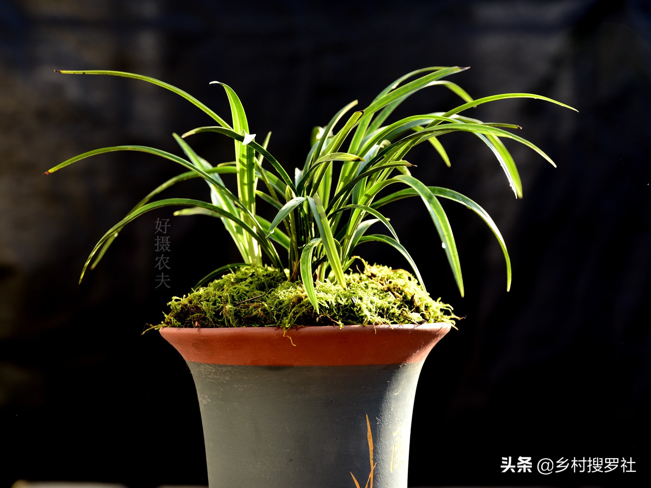 兰花要用什么肥成活率最高,兰花什么时候种植成活率高