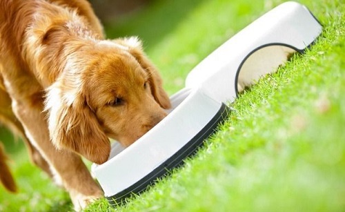 养金毛犬的6大益处,养金毛犬的注意哪些细节