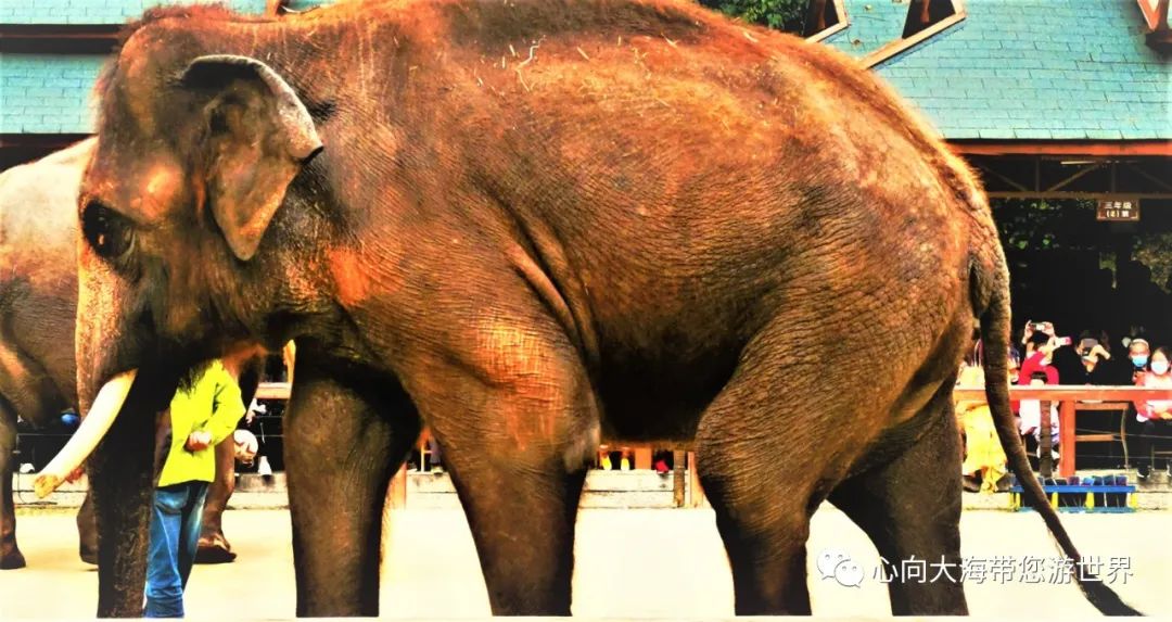 彩云之南版纳行,版纳之旅看大象