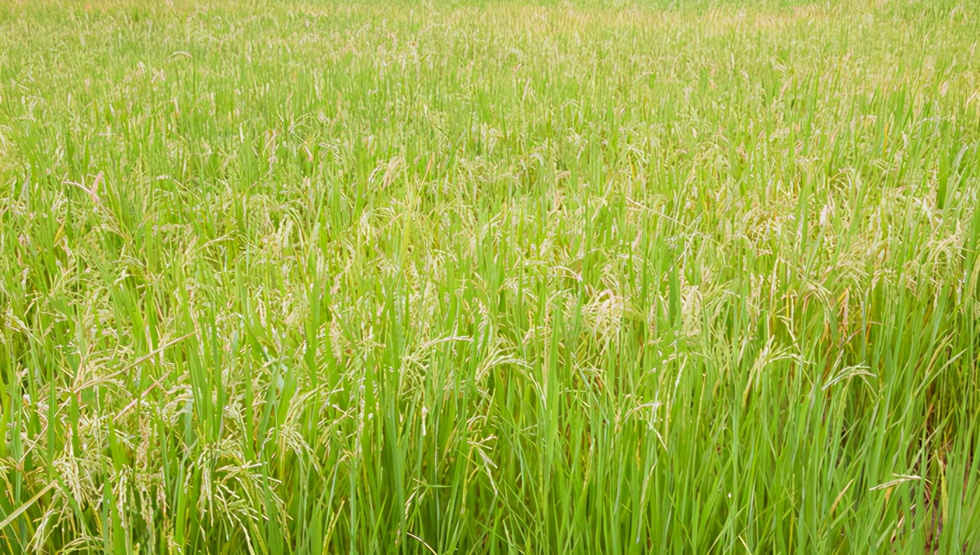 舌尖上的安全感悟,舌尖上的安全全册