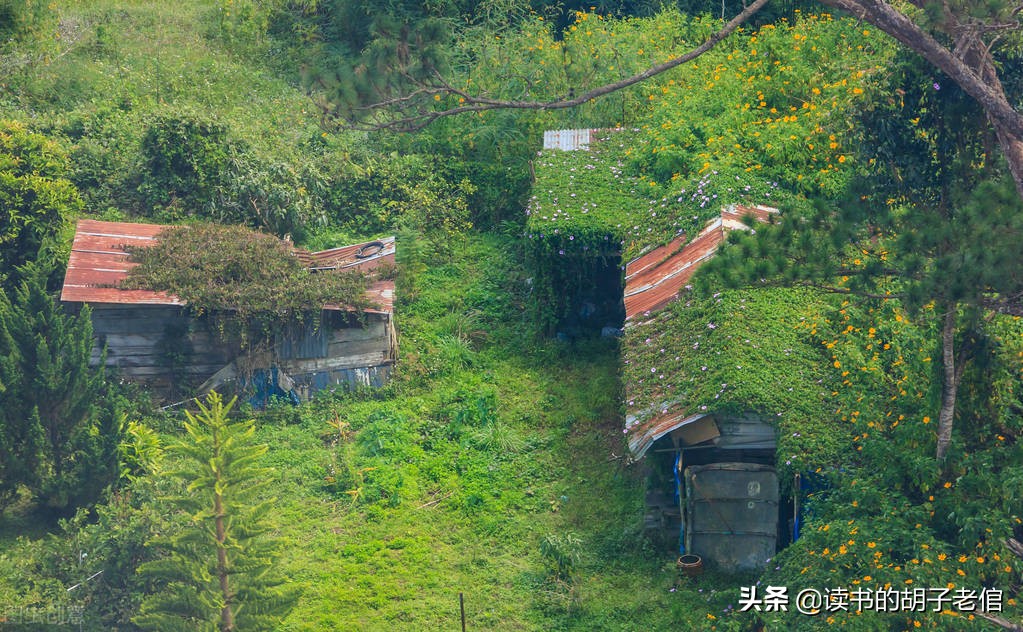 向往田园生活的人说明什么,为什么很多人向往田园生活