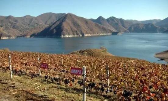 通化葡萄酒最新信息,吉林通化葡萄酒价格