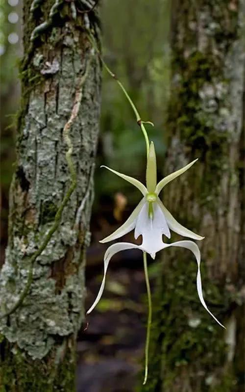 “四君子之一”贵到能买一套别墅