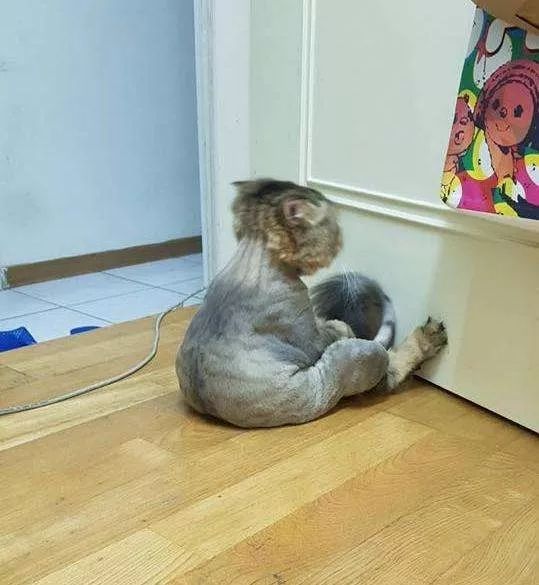 当猫咪剃了毛之后,春天猫咪剃了毛一直发抖