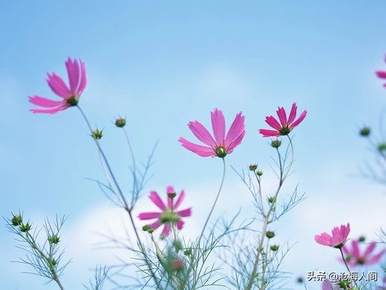 得不到的被偏爱的都有恃无恐,得不到的骚动被爱的有恃无恐