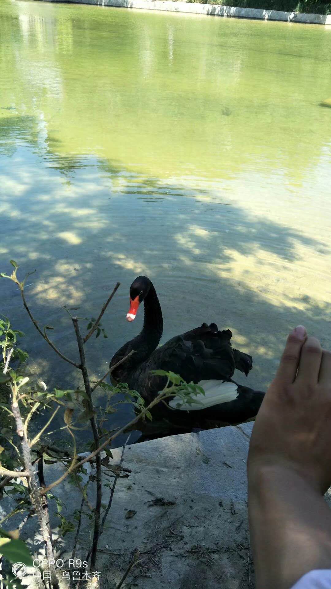 绿地城二期绿化乌鲁木齐,乌鲁木齐中海万锦公馆绿化环境