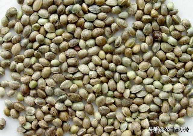 火麻仁的正确采制方法,火麻怎么种植家庭盆栽