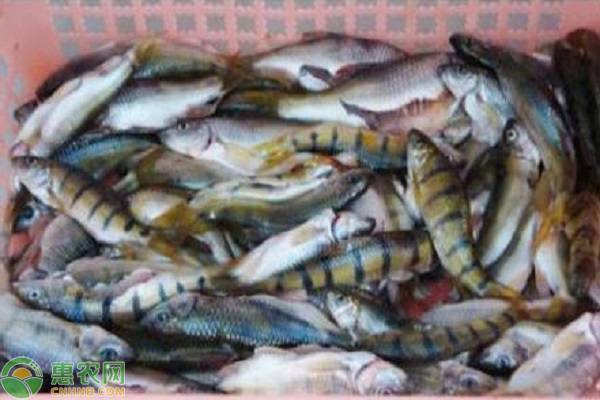 石斑鱼苗烂怎么处理,石斑鱼小苗死很多是什么原因