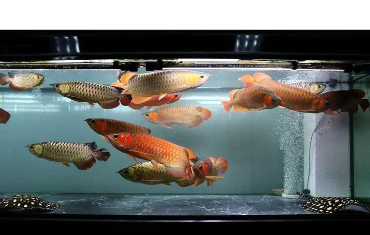 金龙鱼观赏鱼10厘米,金龙鱼观赏鱼什么味道