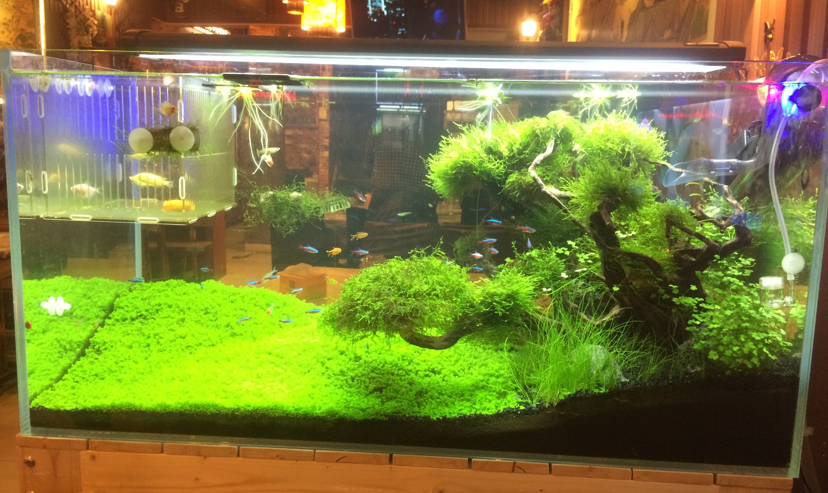 开一个水族店需要多少钱,开一个水族店多少钱