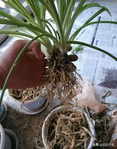 吊兰根部长出黑块是啥,吊兰根部有一个黄色的球