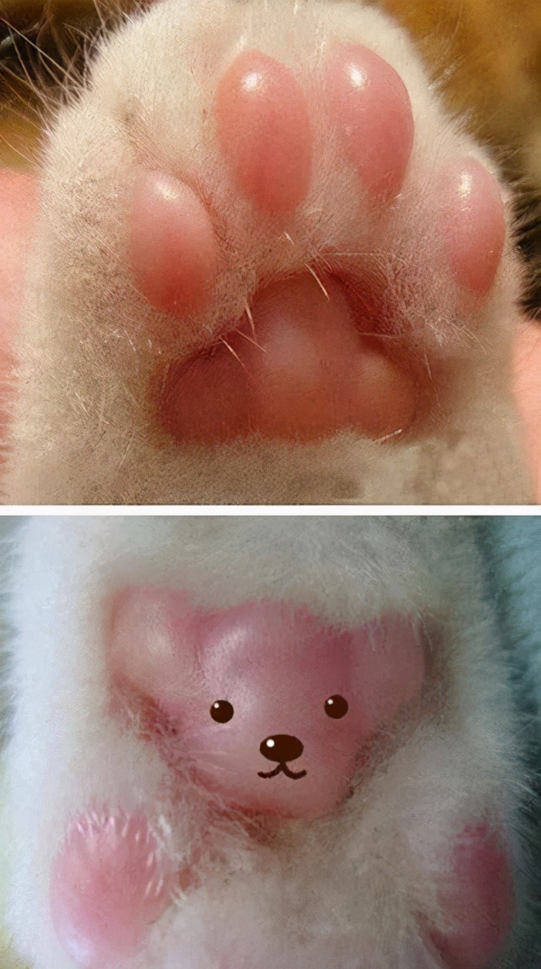 猫咪被脚臭到的视频,哪个品种的猫咪脾气最臭