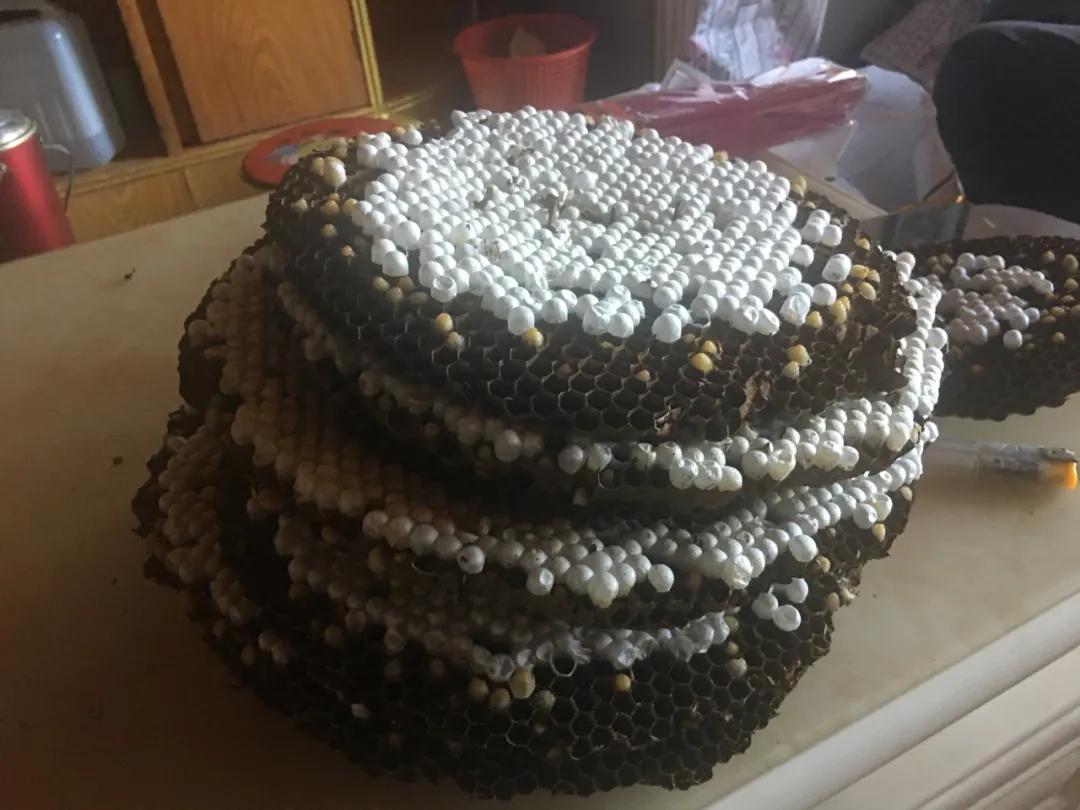 养殖产业助力乡村振兴,发展特色农业助力乡村振兴