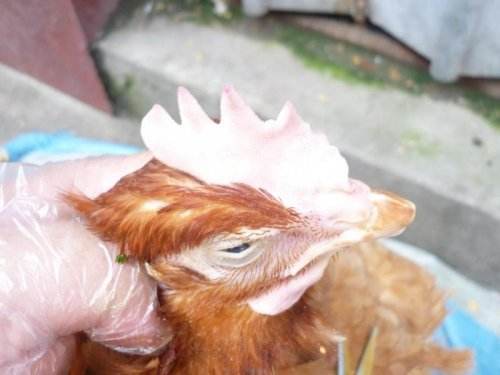 土鸡散养治什么病最好,土鸡容易出现哪些问题