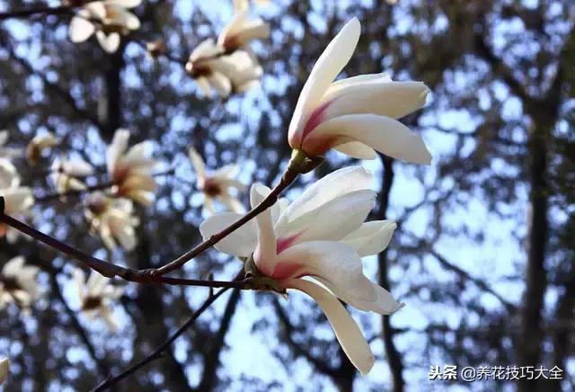 常见小区绿化100种植物图片,常见的水生植物有哪些种