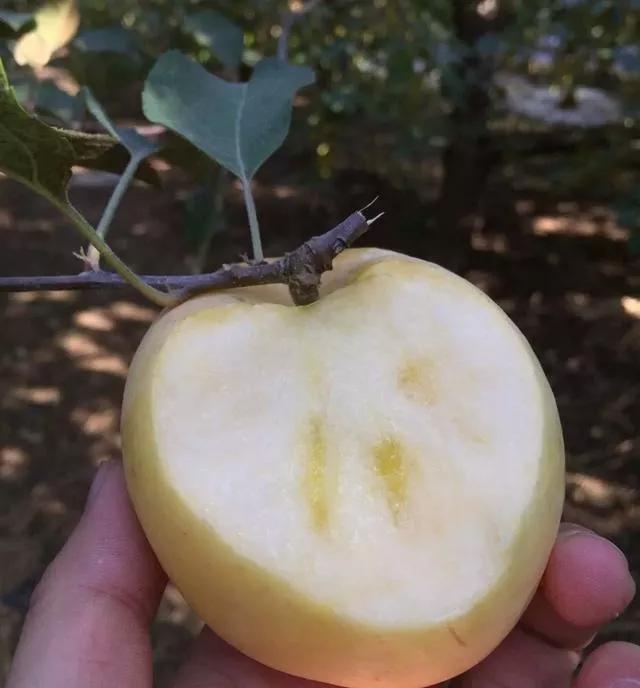 高山脆甜富士,美味富士品种介绍
