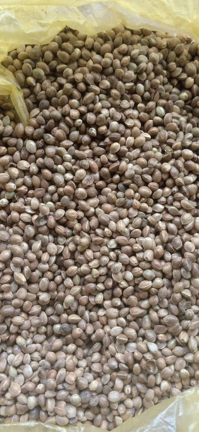 火麻子仁的古法吃法,火麻子怎样去掉壳